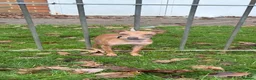 Italian Greyhound dogs for sale: Outstanding Italian Greyhound Puppies - Advert 2