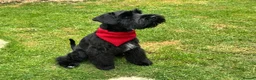 Miniature Schnauzer dogs for stud: KC MAC Black Miniature Schnauzer stud dog - Advert 10