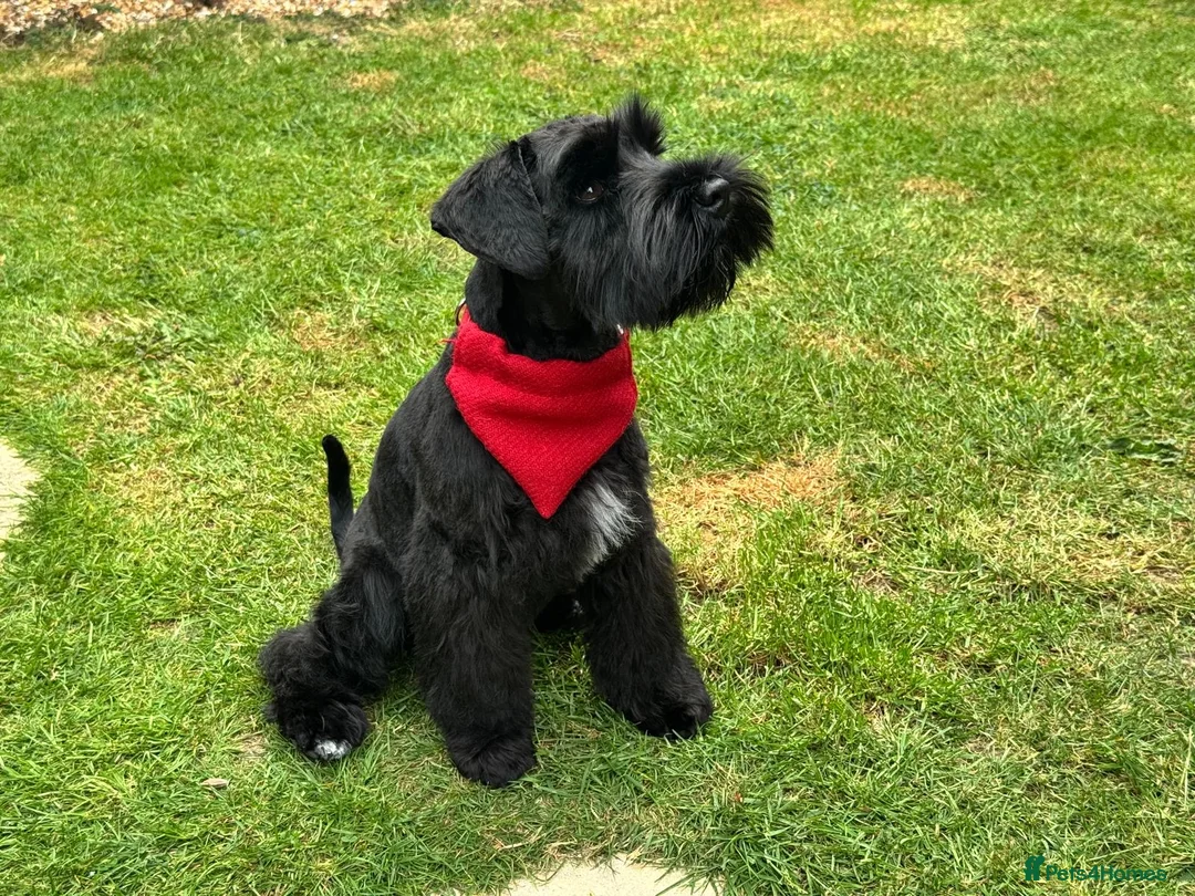 Miniature Schnauzer dogs for stud: KC MAC Black Miniature Schnauzer stud dog - Advert 10