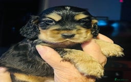 Cocker Spaniel dogs for sale: lyncham cocker spaniels - Image 7