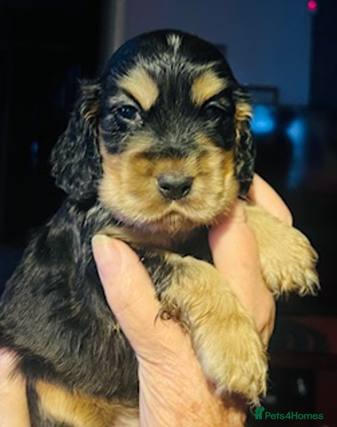 Cocker Spaniel dogs for sale: lyncham cocker spaniels - Image 7