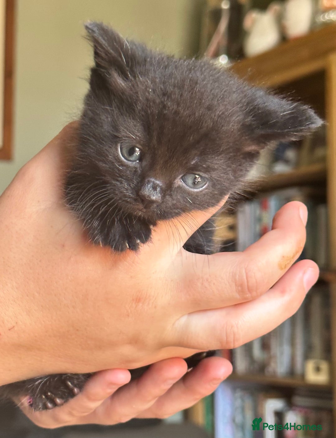 British Shorthair cats for sale: British blue short hair x ragdoll kittens - Image 10