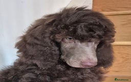 Standard Poodle dogs for sale: KC reg Brown Parti & phantom Standard Poodle pups - Image 13