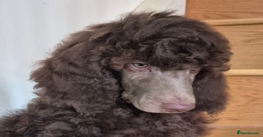 Standard Poodle dogs - Advert 14