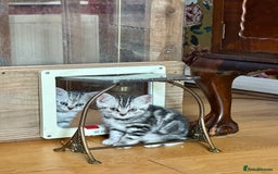 British Shorthair cats for sale: Beautiful British Shorthair girls very loving - Image 6