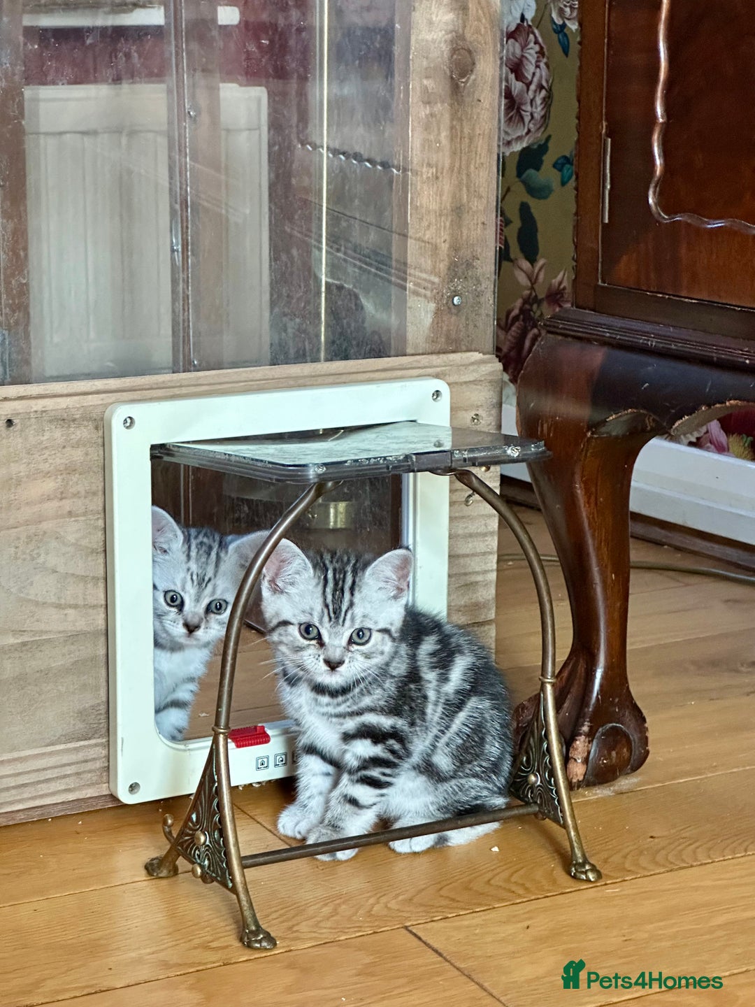 British Shorthair cats for sale: Beautiful British Shorthair girls very loving - Image 6