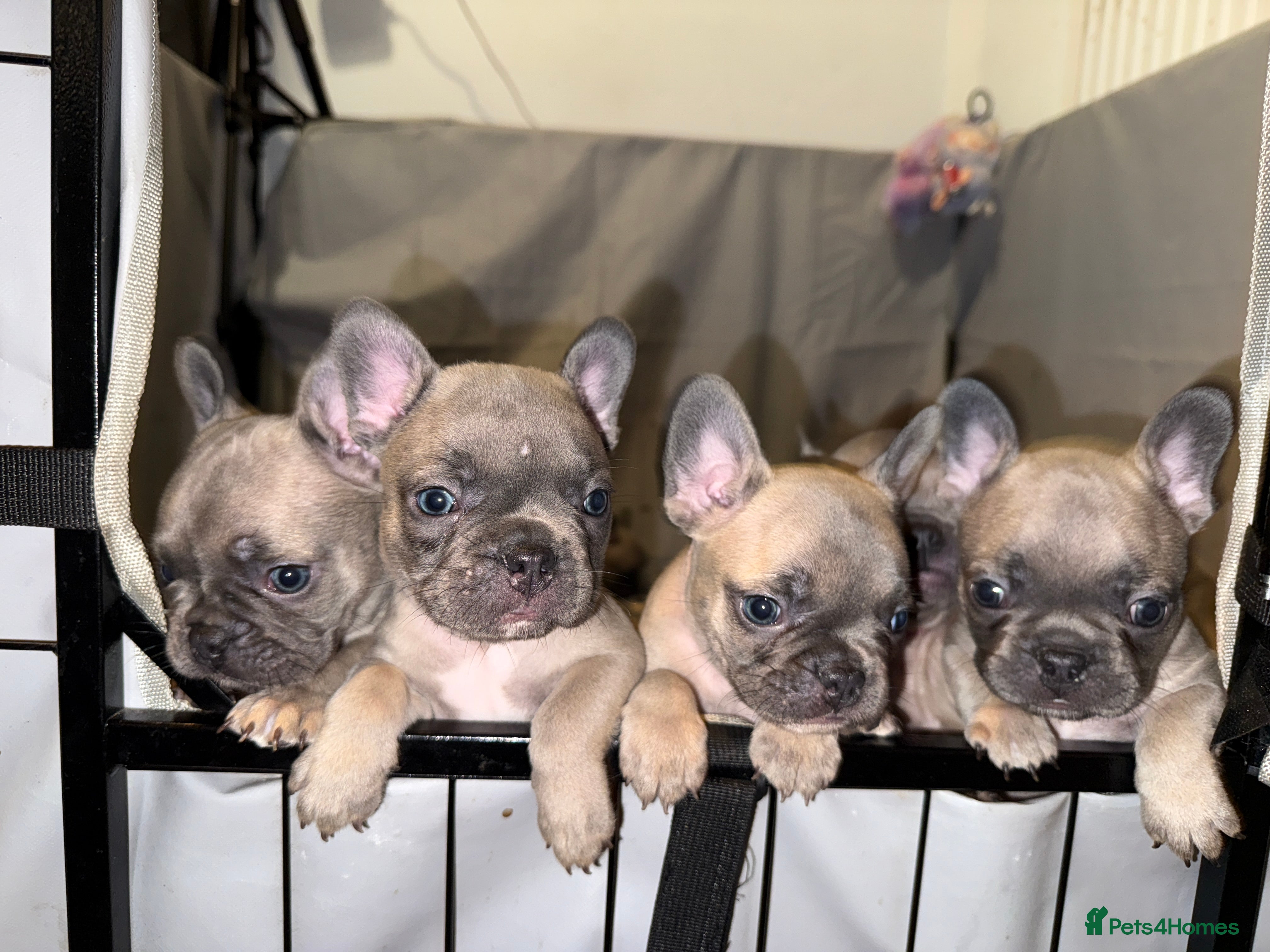 French Bulldog dogs 5 boys and 3 girls - DEPOSITS BEING TAKEN - Advert 17