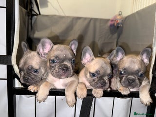 French Bulldog dogs 5 boys and 3 girls - DEPOSITS BEING TAKEN - Advert 2