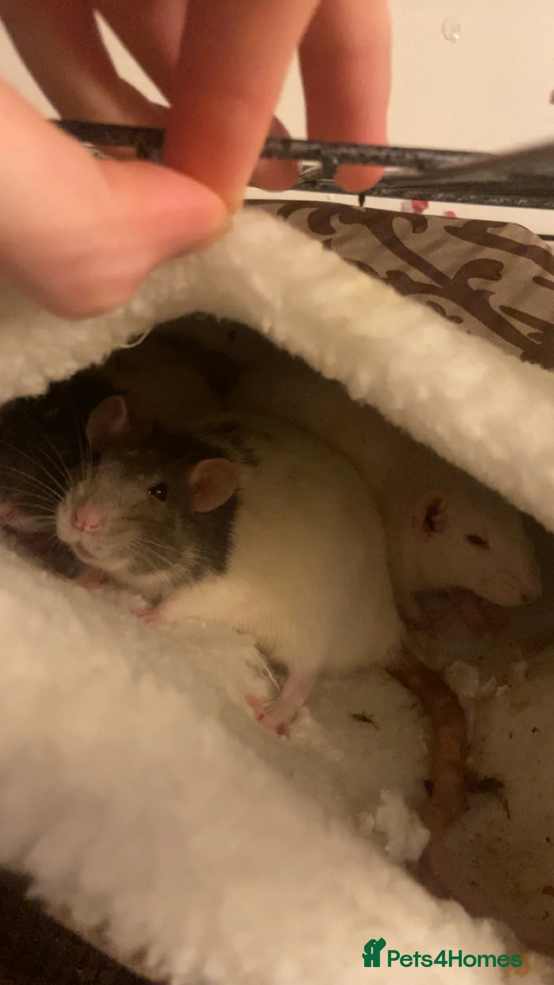 Rat rodents for sale: 3 rats & cage for sale - Advert 2