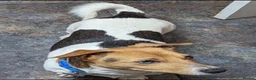 Jack Russell dogs for stud: Stunning proven Jack Russell Stud available  - Advert 2