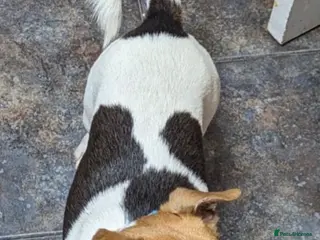 Jack Russell dogs Stunning proven Jack Russell Stud available - Advert 2
