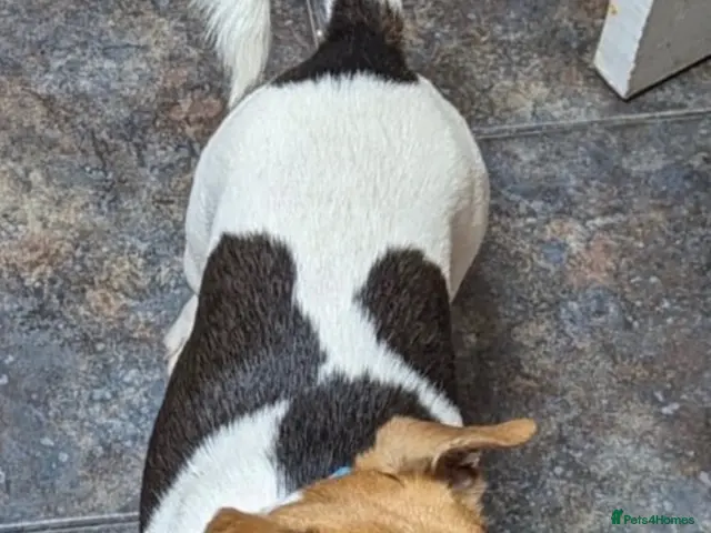 Jack Russell dogs Stunning proven Jack Russell Stud available - Advert 2