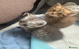 British Shorthair cats for sale: British Shorthair silver tabby and ginger - Image 4