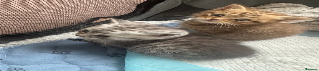 British Shorthair ginger tabby