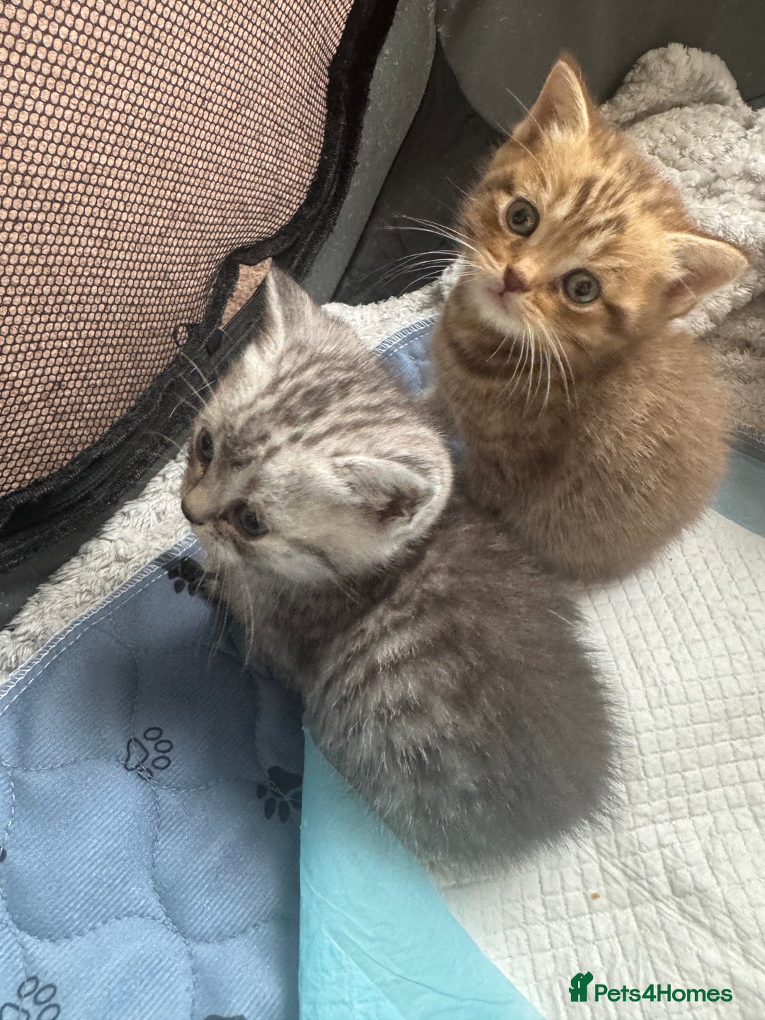 British Shorthair cats for sale: British Shorthair silver tabby and ginger - Image 4