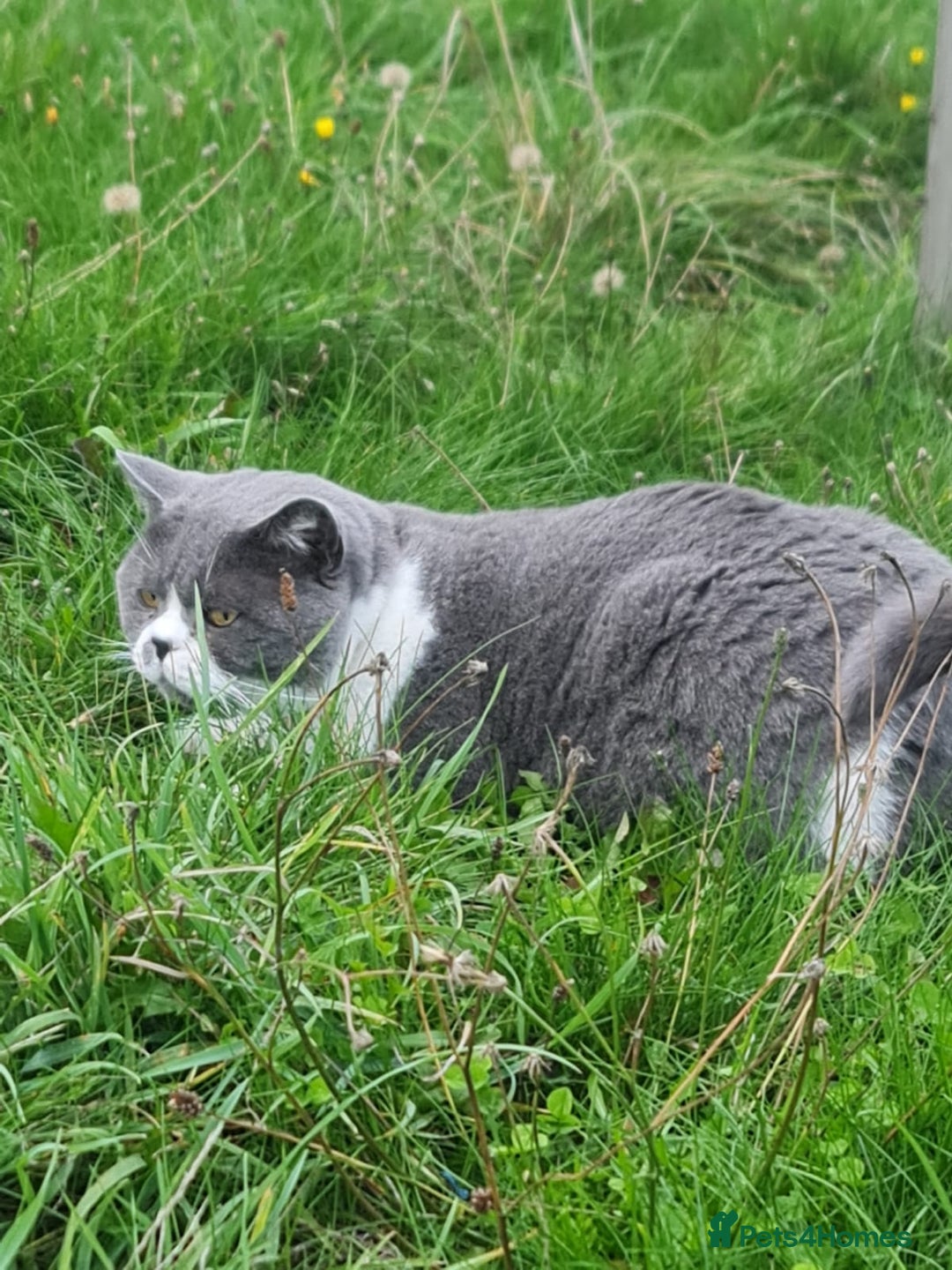 British Shorthair cats for sale: Male British Shorthair Cat - Image 5