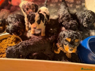 Cavapoo dogs Exceptional examples of top class cavapoo puppies - Advert 2