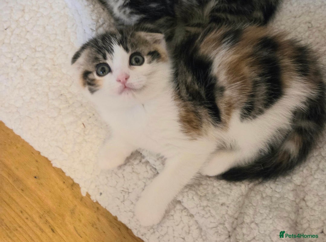 Scottish Fold cats for sale: Beautiful Scottish Folds - Image 20