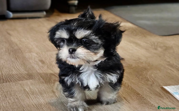 Shih Tzu dogs - Advert 1