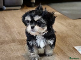 Shih Tzu dogs - Advert 8