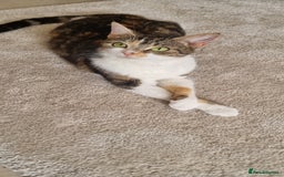 British Shorthair cats for sale: Female torbieshell cat - Image 2