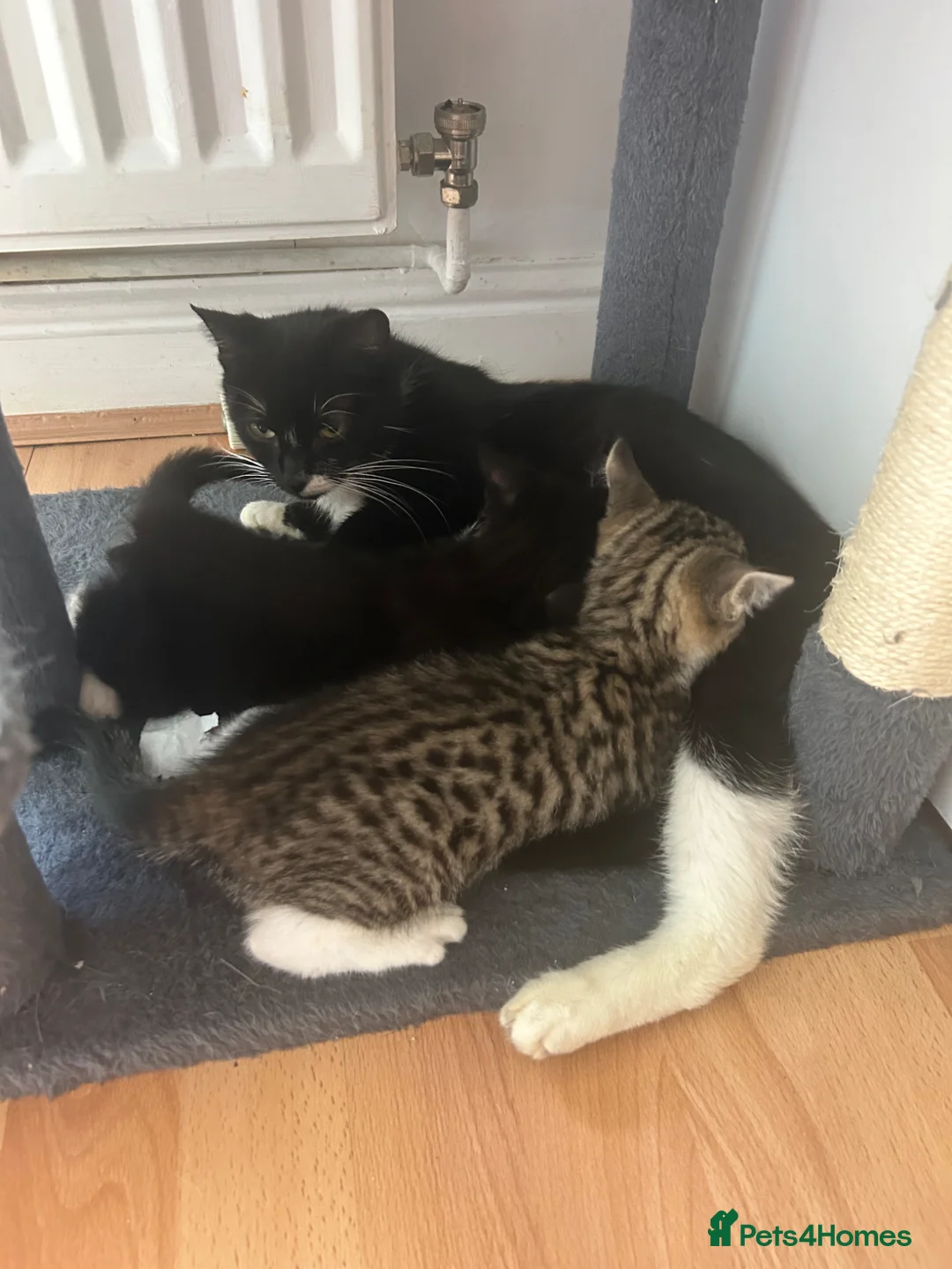 British Shorthair cats for sale: Kitten  - Advert 7