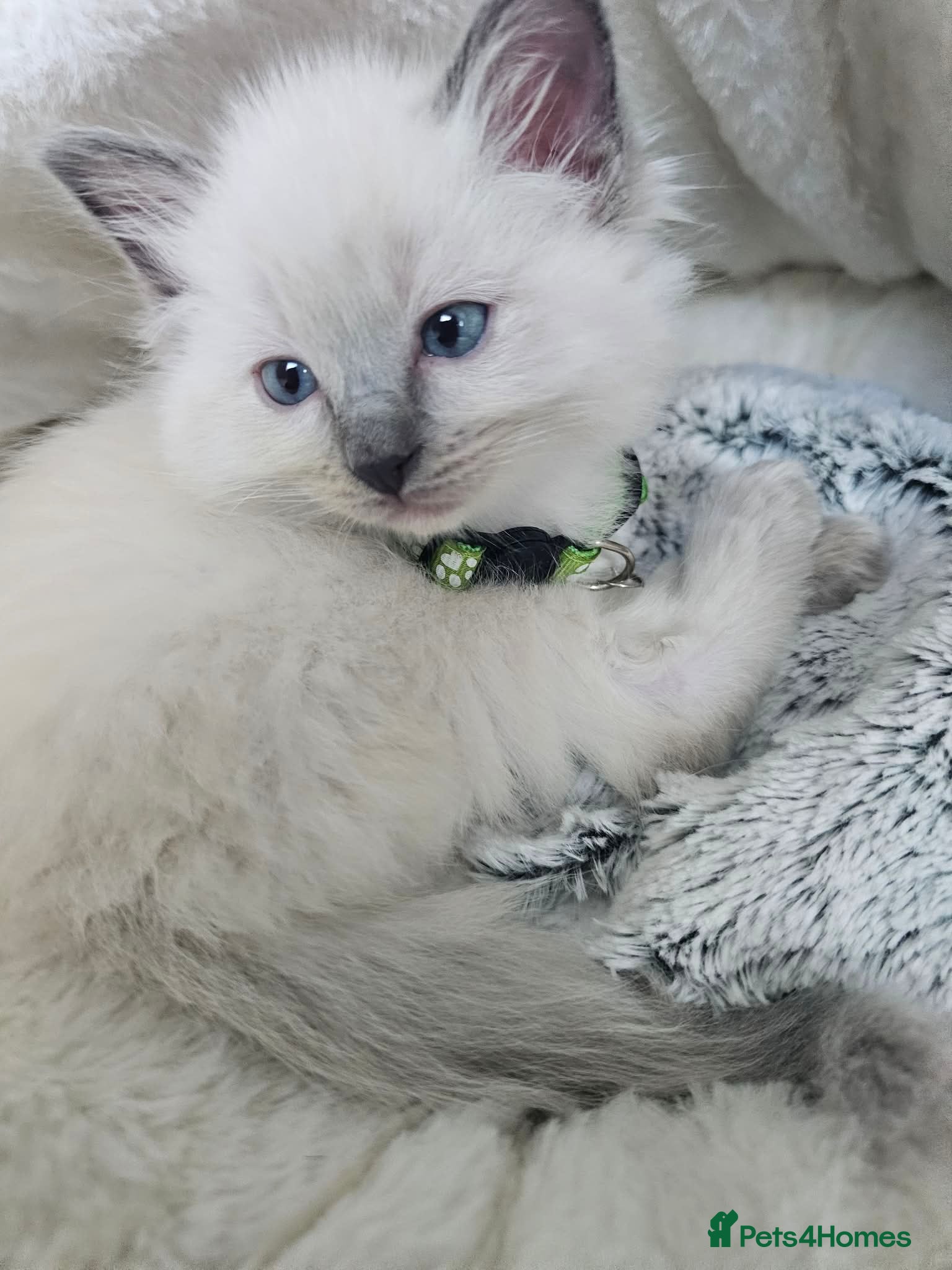 Ragdoll cats Pure Ragdol Blue Point - Advert 16