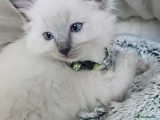 Ragdoll cats Pure Ragdol Blue Point - Advert 16