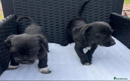 Mixed Breed dogs for sale: Jackapoo puppies - Image 9