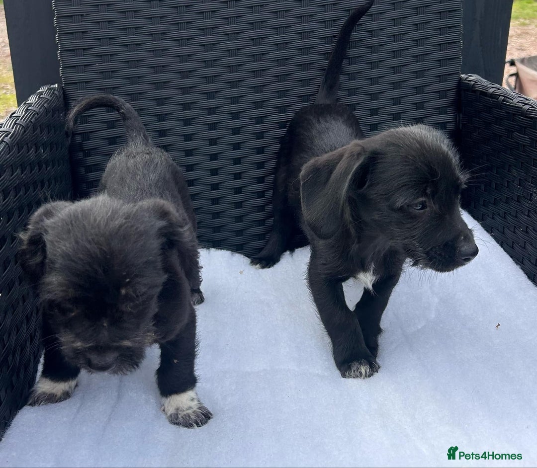 Mixed Breed dogs for sale: Jackapoo puppies - Image 9