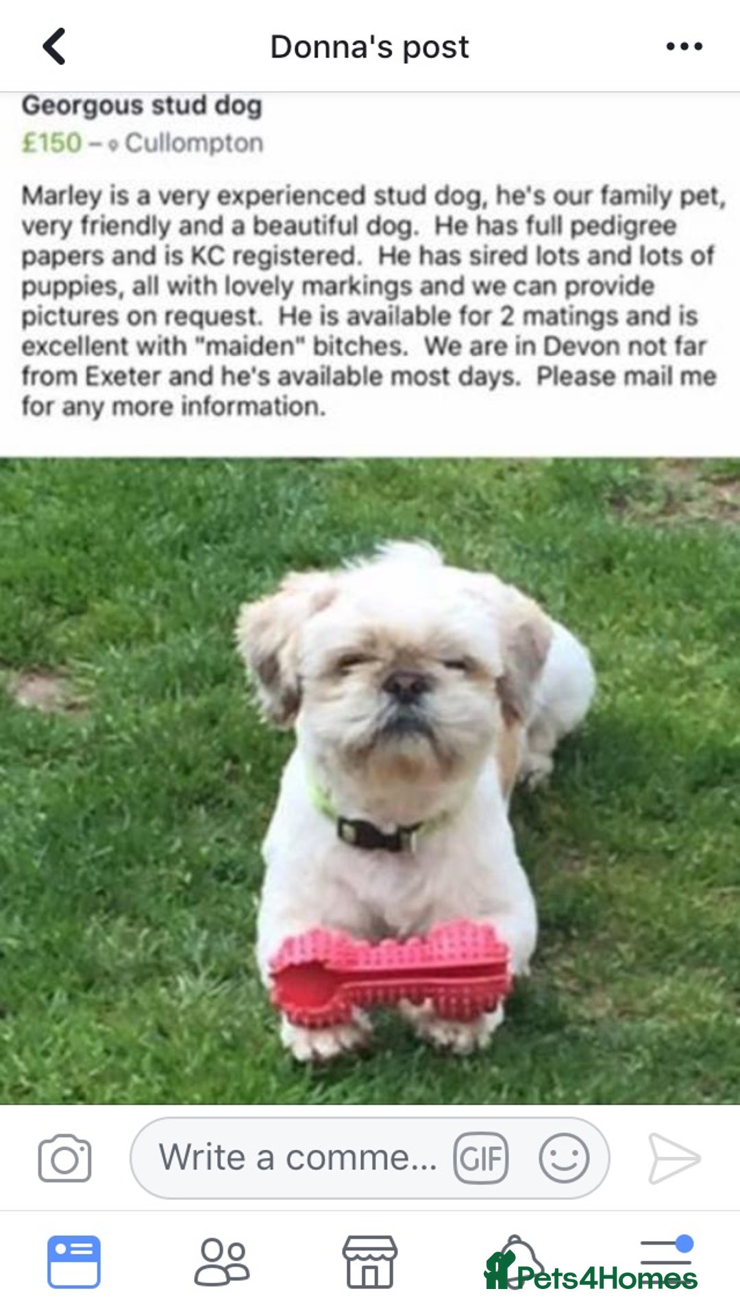 Shih Tzu dogs for stud: Gorgeous KC registered, Shih Tzu stud dog in Cullompton - Advert 8