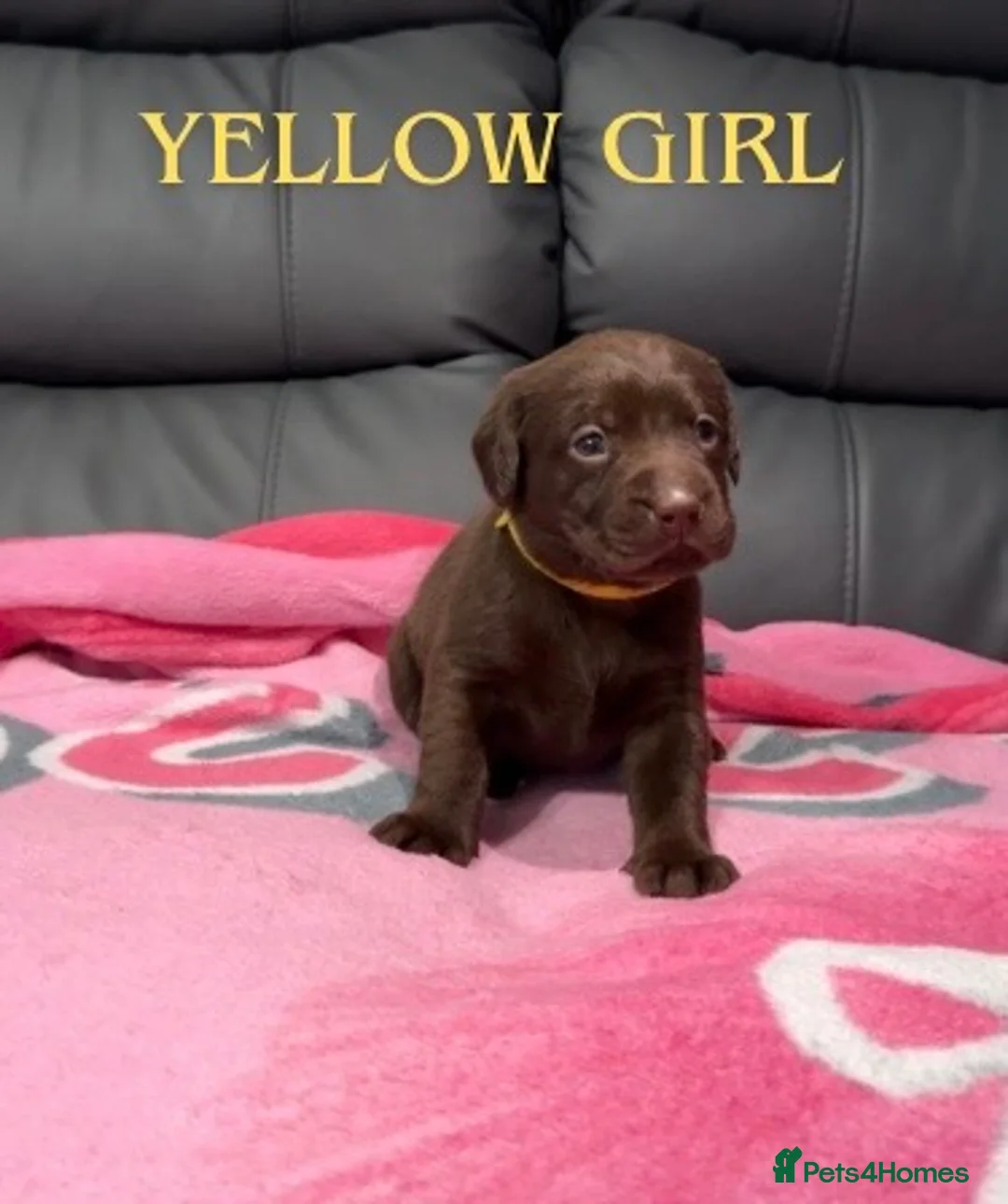 Labrador Retriever dogs for sale: STUNNING CHOCOLATE LABRADOR PUPPIES!!!! - Advert 19