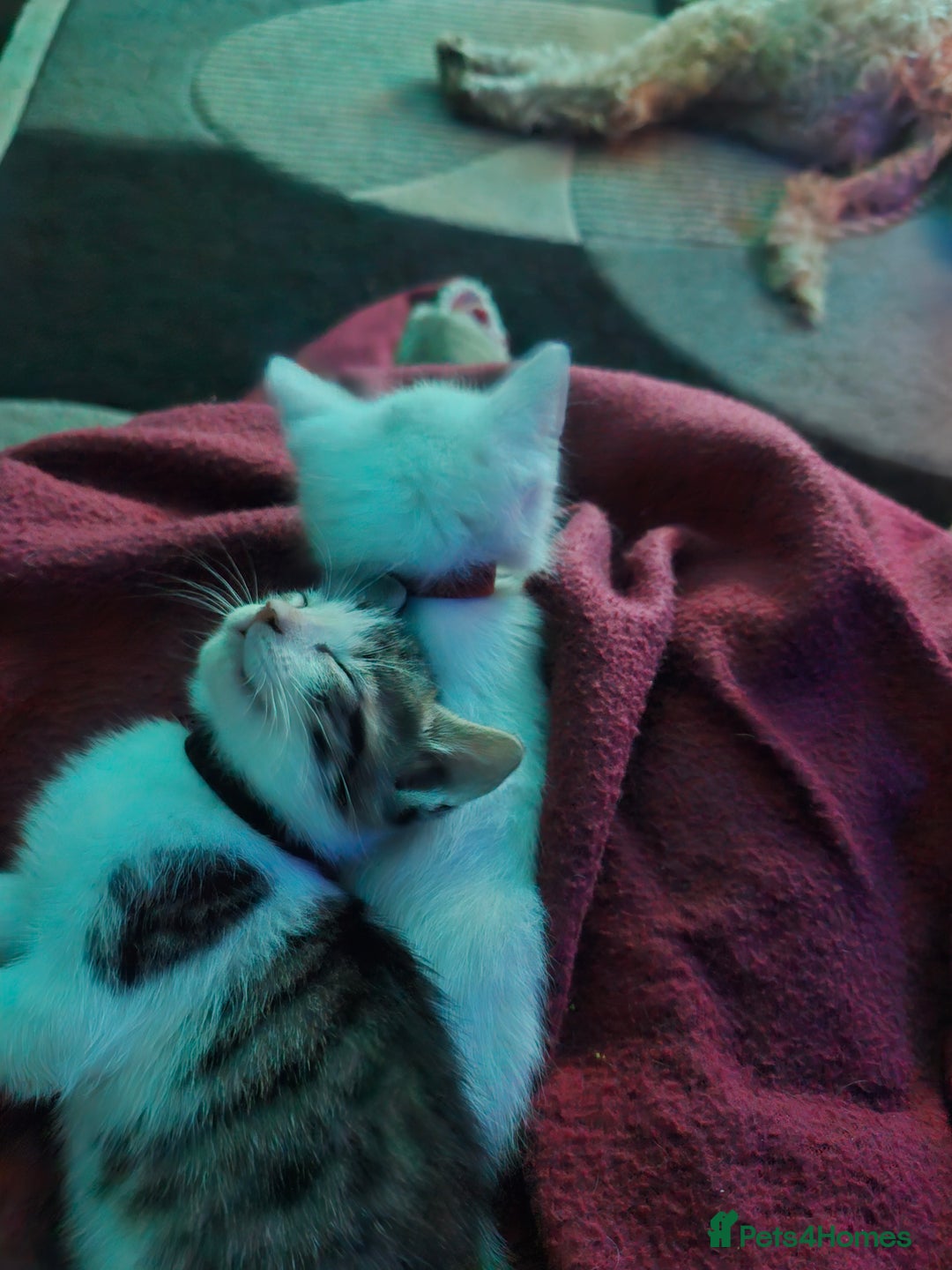 Mixed Breed cats for sale: Beautiful Siamese cross kittens - Advert 33