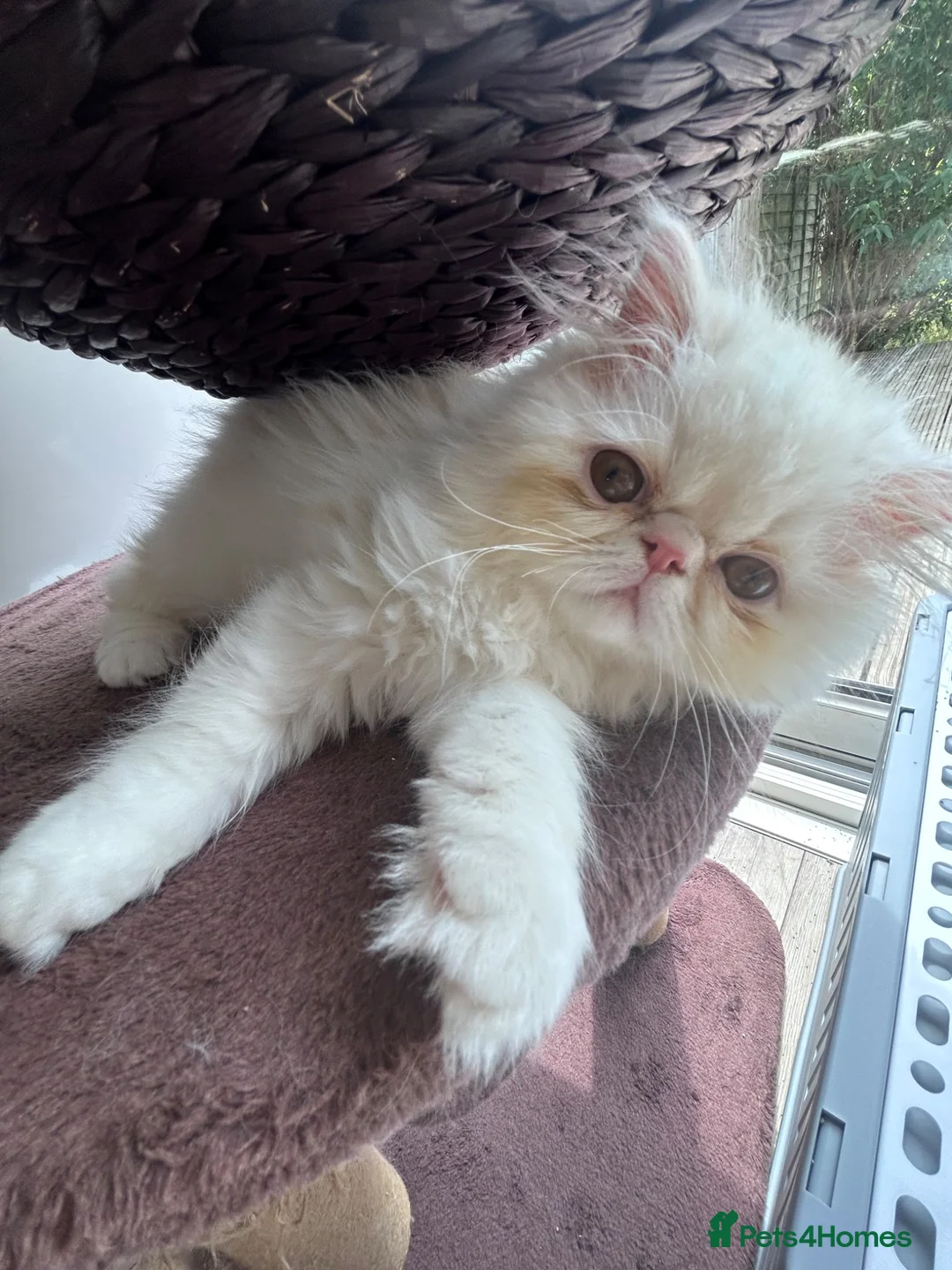 Persian cats for sale: Beautiful Male Kitten Looking for His Forever Home - Advert 2