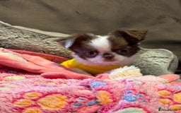 Chihuahua dogs for sale: Long haired Russian Chihuahua - Image 8