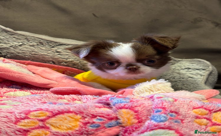 Chihuahua dogs - Advert 10