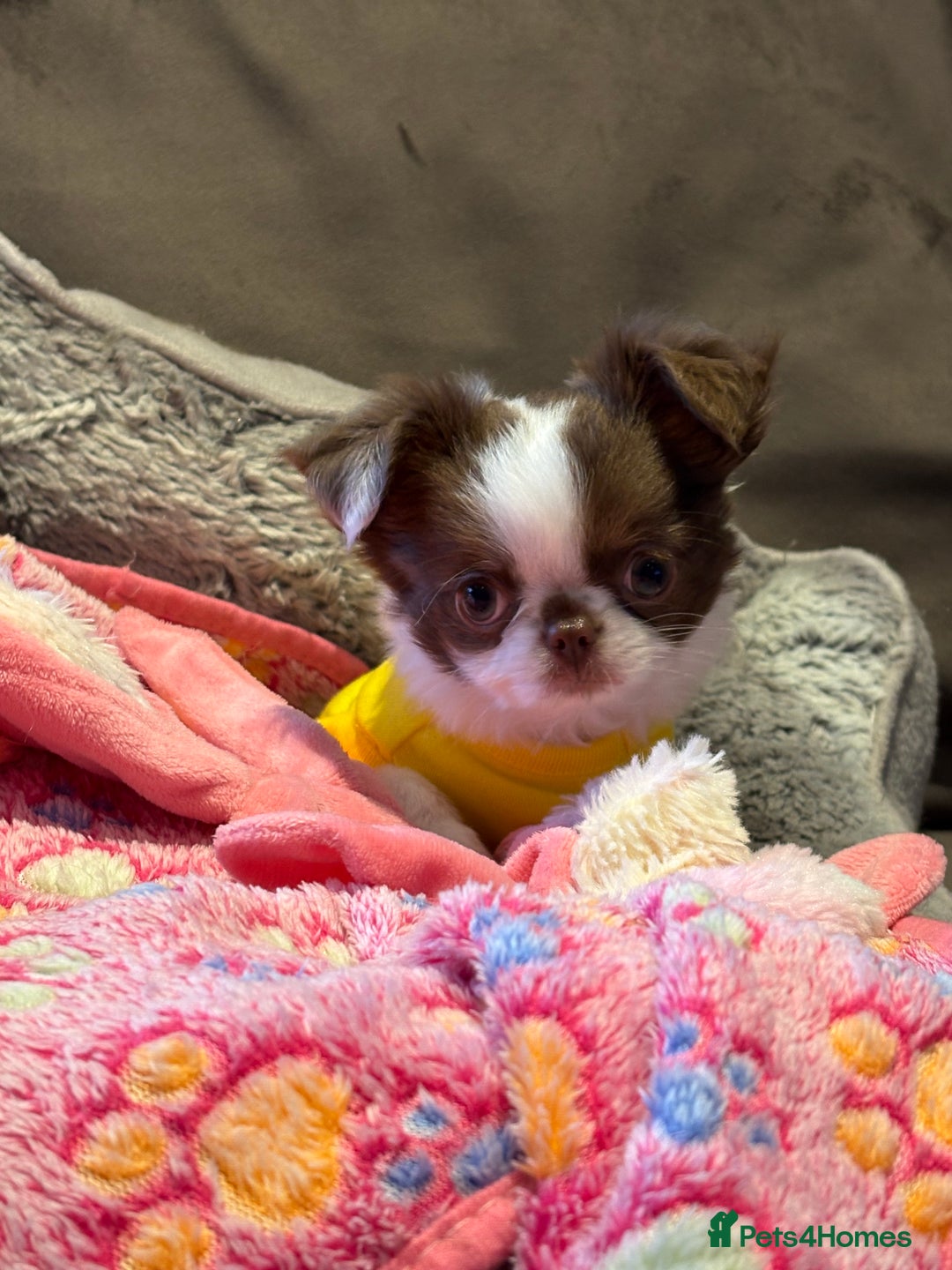 Chihuahua dogs for sale: Long haired Russian Chihuahua - Image 8