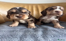 Cocker Spaniel dogs for sale: 🐾Gorgeous Cocker Spaniel Puppies 🐶🐾 - Image 22