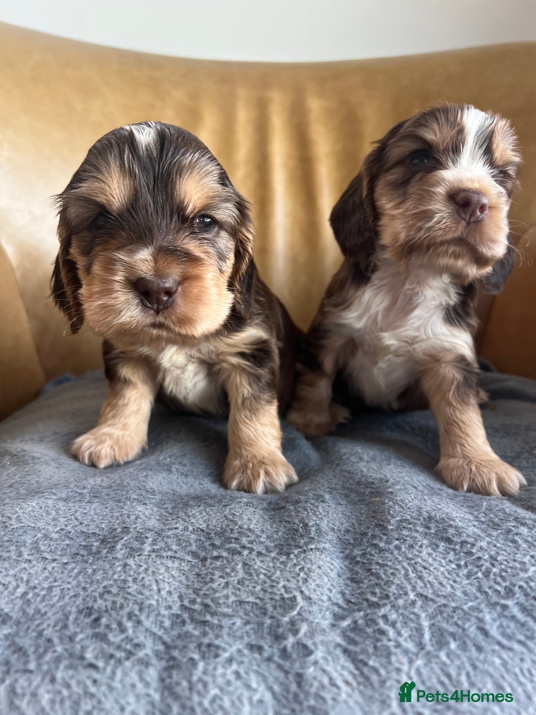 Cocker Spaniel dogs for sale: 🐾Gorgeous Cocker Spaniel Puppies 🐶🐾 - Image 22