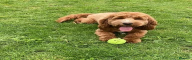 Cockapoo 