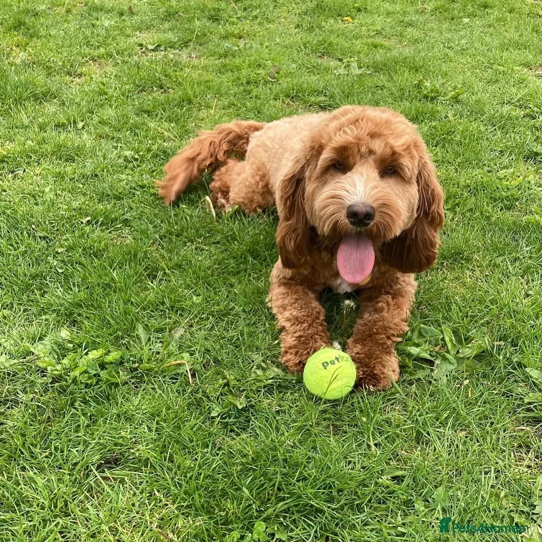 Cockapoo dogs for sale: Cockerpoo   for sale - Advert 1