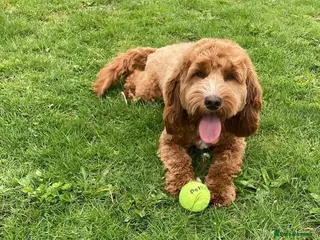 Cockapoo dogs Cockerpoo for sale - Advert 2