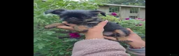 Griffon Bruxellois dogs for sale: Stunning Griffon Bruxellois puppies KC registered - Advert 13