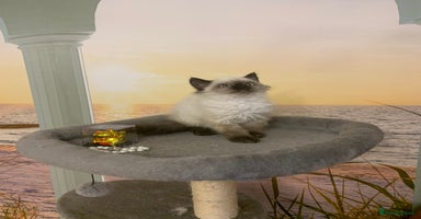 Selkirk Rex cats - Advert 2