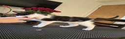 Mixed Breed cats for sale: ***Black and White Male Kitten For Sale*** - Advert 19