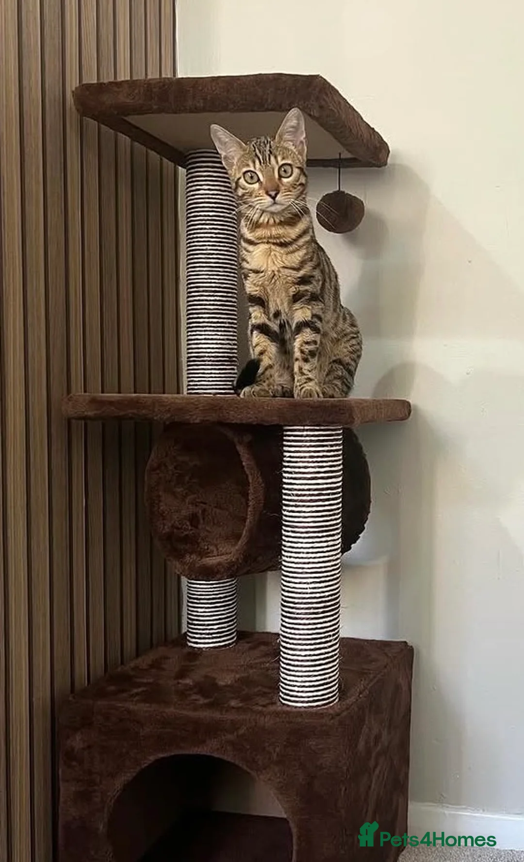Mixed Breed cats for sale: Half bengal kittens for sale in Stonehouse - Advert 1