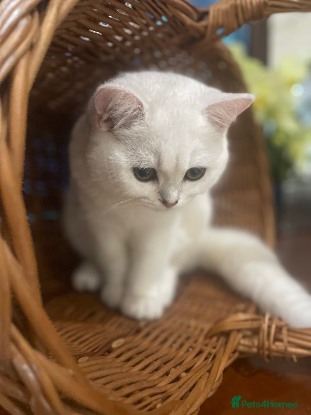 Scottish Fold cats for sale: Kittens 5  - Image 17