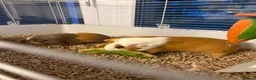 Guinea Pig rodents for sale: Dexter and Dante - Advert 14