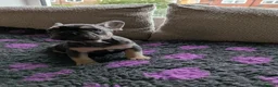 French Bulldog dogs for sale: Fluffy Frenchies - Advert 7