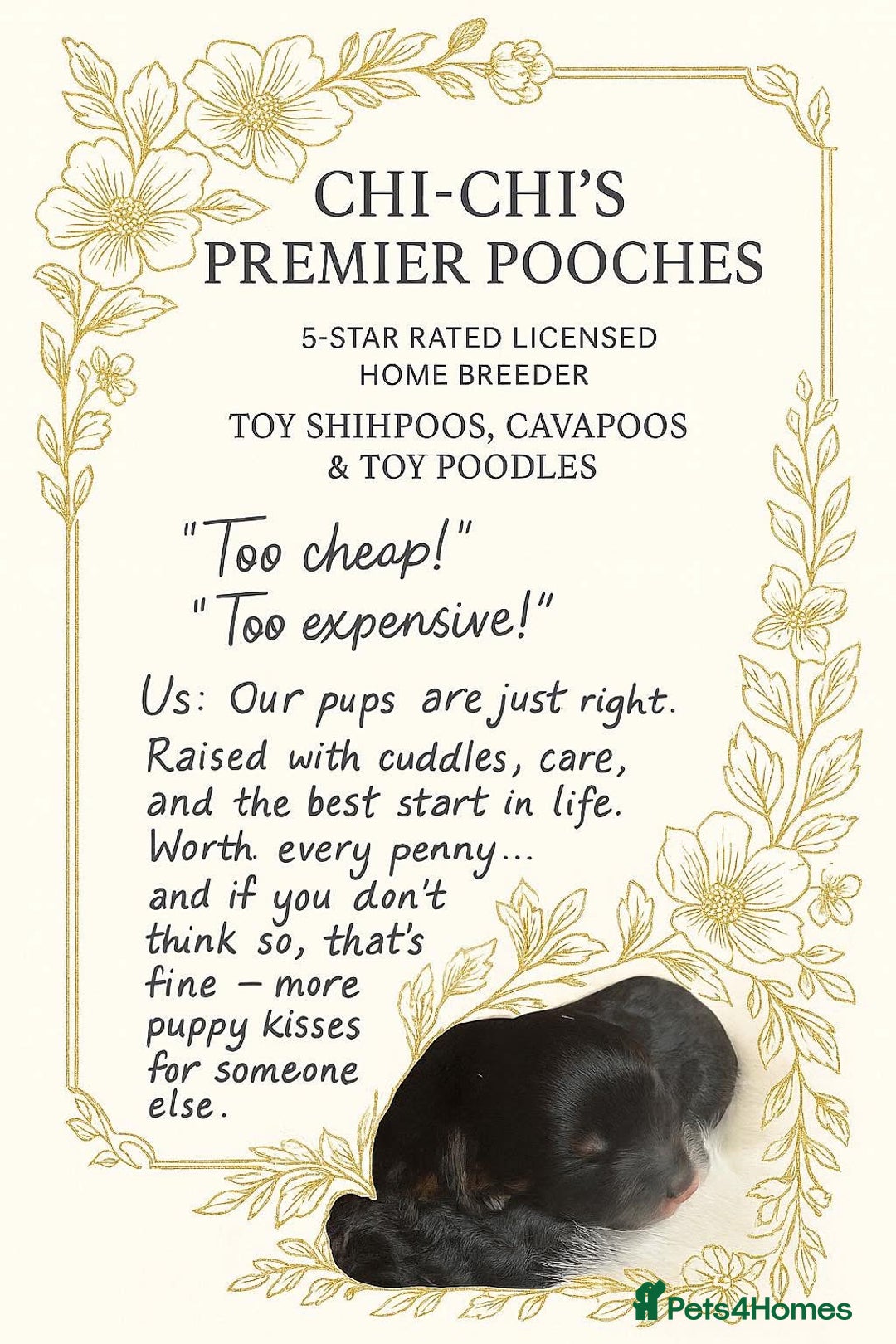 Shihpoo dogs for sale: Read the advert 5 star rated Toy shihpoo puppies - Image 6